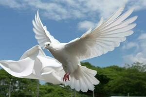 uma branco pomba é levando desligado. liberdade conceito e internacional dia do paz. generativo ai foto