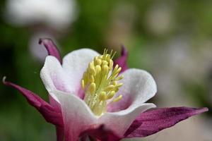 flores da montanha desabrocham na primavera foto