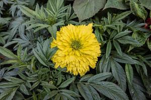 close-up de uma linda flor de calêndula amarela com folhas verdes desabrochando no jardim foto