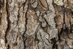 fechar fundo de textura de casca de árvore seca foto