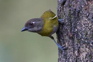 lindo comum arbusto tanager em tronco foto