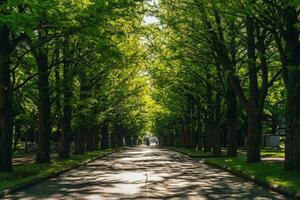 rua forrado com gingko árvores dentro Hokkaido universidade, sapporo, Japão foto