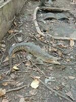 selvagem crocodilo dentro jardim zoológico. grande carnívoro animal. foto