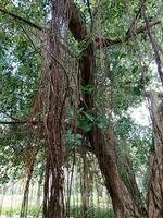 suspensão raízes do banyan árvore. elemento do natureza foto