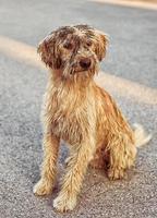 cachorro amarelo enlameado e molhado sentado no meio da estrada foto