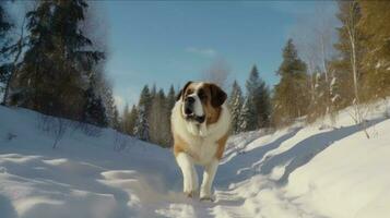 uma santo Bernardo cachorro rastreamento através a neve dentro procurar do uma odor foto