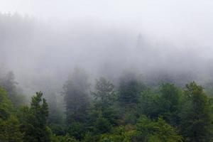 floresta nublada durante a estação chuvosa de outono foto
