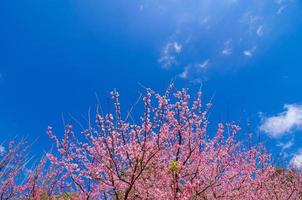 sakura fundo azul angkhang chiang mai tailândia