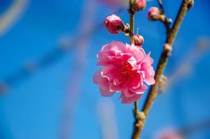 flor de ameixa rosa florescendo fundo azul