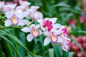 flores de orquídea rosa e branca de cymbidium sp foto