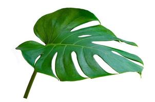 Monstera deixa folhas com isolado em fundo branco folhas em branco foto