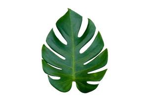 Monstera deixa folhas com isolado em fundo branco folhas em branco foto