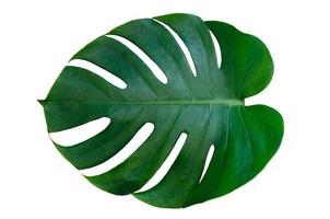 Monstera deixa folhas com isolado em fundo branco folhas em branco foto