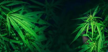 folha de maconha verde fundo de maconha folhas de maconha cannabis foto