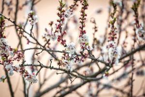 ramos floridos de uma árvore de damasco foto