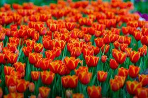 os campos de tulipas vermelhas e amarelas estão florescendo densamente