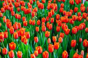 os campos de tulipas vermelhas e amarelas estão florescendo densamente