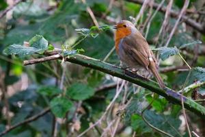 robin europeu erithacus rubecula lagan rio belfast irlanda do norte reino unido foto