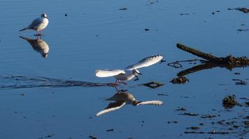 gaivota-negra chroicocephalus ridibundus whiteabbey belfast irlanda do norte reino unido foto