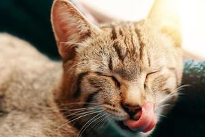 gato preguiçoso listrado está lambendo os lábios. foto