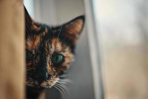 gato multicolorido espia por trás da cortina. foto