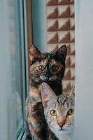 dois gatos domésticos olham para a câmera. foto