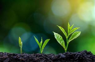 desenvolvimento de crescimento de mudas plantio de mudas planta jovem na luz da manhã no fundo da natureza foto