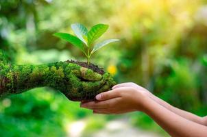 meio ambiente dia da terra nas mãos de mudas de cultivo de árvores. bokeh fundo verde feminino mão segurando uma árvore no campo natureza grama foto