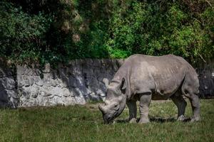 rinoceronte preto no zoológico foto
