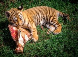 pequeno tigre está comendo carne foto