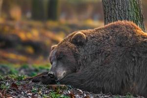 urso marrom kamchatka foto