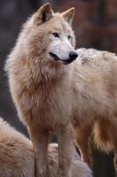 retrato de lobo ártico foto