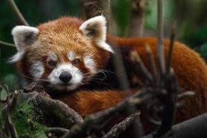 panda vermelho atrás de galhos foto