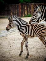 zebra no zoológico foto