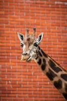 retrato de girafa foto