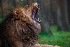 bocejo leão bocejando