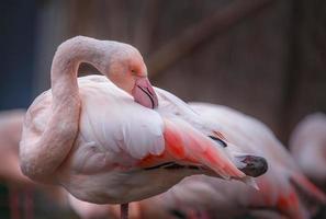 grande flamingo sidelook foto