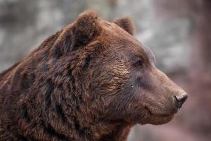 urso marrom kamchatka foto