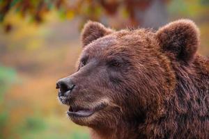 urso marrom kamchatka foto