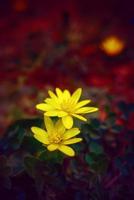 celidônia menor, ficaria verna ou ranunculus ficaria, close-up, cresce em uma fonte. foto