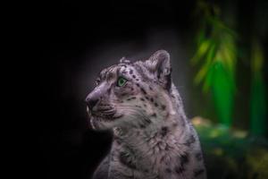 íris leopardo da neve foto