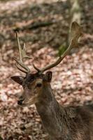 gamo na floresta foto