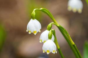 detalhe de leucojum foto