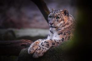 íris leopardo da neve foto