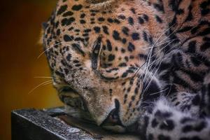 retrato de leopardo foto