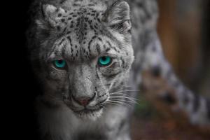 íris leopardo da neve foto