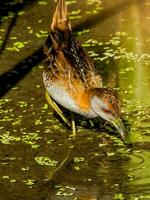 bailon's crake dentro Austrália foto