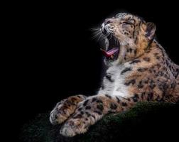 íris leopardo da neve foto