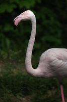 retrato do maior flamingo foto
