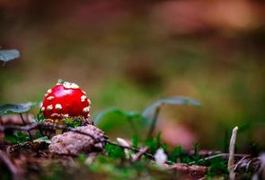 detalhe de amanita muscaria foto